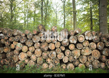 Pile of felled trees in forest Stock Photo