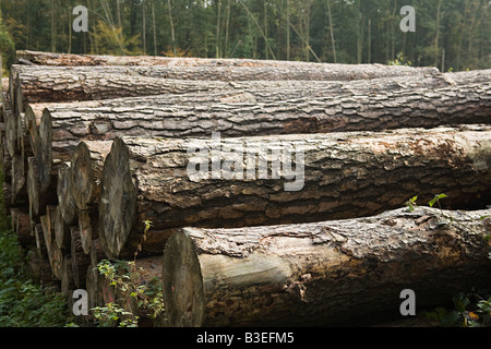 Pile of felled trees in forest Stock Photo