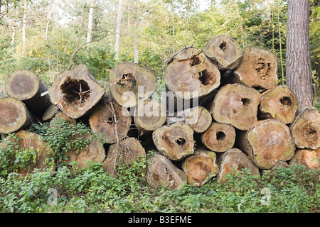 Pile of felled trees in forest Stock Photo