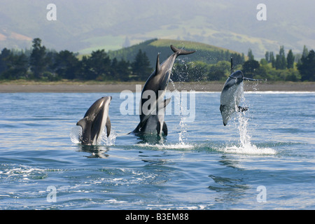 Hector's Dolphins - jumping / Cephalorhynchus hectori Stock Photo