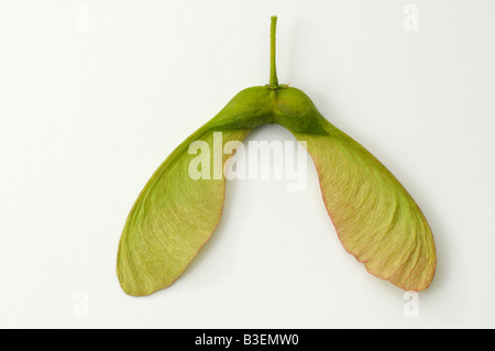 Sycamore Great Maple (Acer pseudoplatanus) winged seed Stock Photo