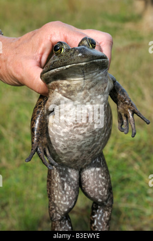 American Bullfrog (Rana catesbeiana), underside of female Stock Photo