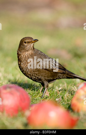 Blackbird "Turdus merula" feeding on apples, England, UK Stock Photo