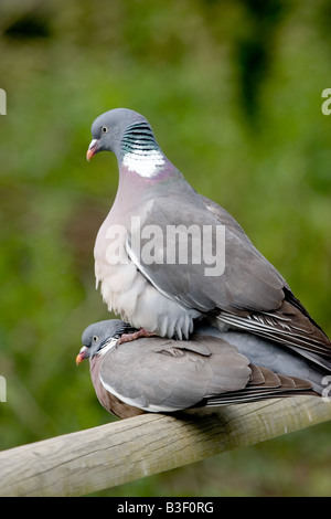 Wood Pigeons mating on fence, England, UK Stock Photo