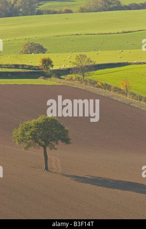 Lone oak tree in field after hedge removal, England UK Stock Photo