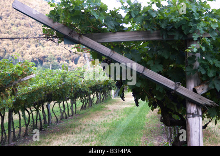 Red wine cultivation in the Sarca Valley Trentino Italy Stock Photo