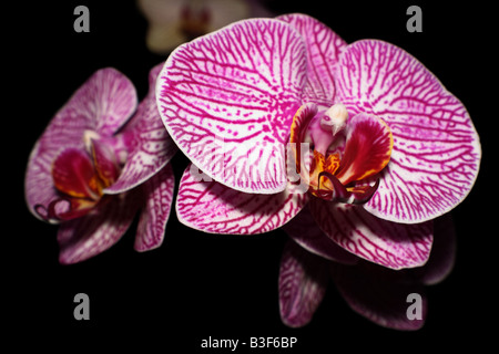 phalaenopsis Orchid Close Up Stock Photo