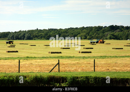 Hay bales in an open field with woods behind Stock Photo