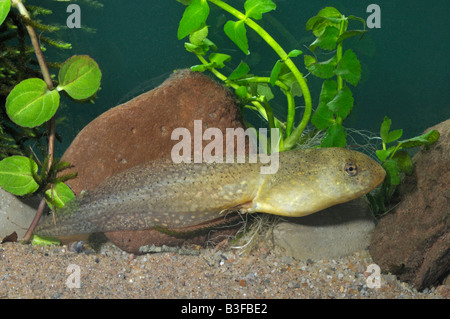 American Bullfrog (Rana catesbeiana), tadpole Stock Photo