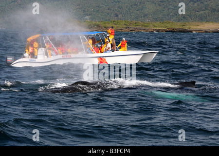 Tourists watching humpback whales from a small boar in the Samana Bay, Dominican Republic Stock Photo