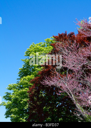 Bluehender Baum im Fruehling, Trees in spring Stock Photo