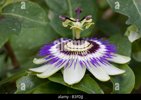 The flower of a blue passion flower passiflora caerulea