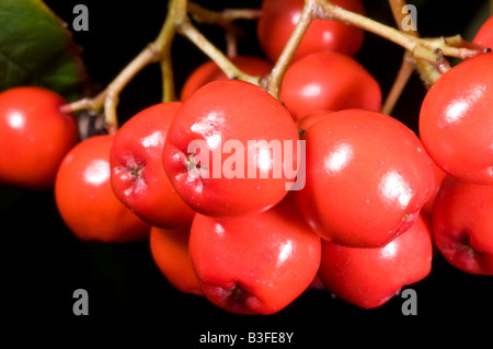 Berries of the Broad Leaved Whitebeam Stock Photo