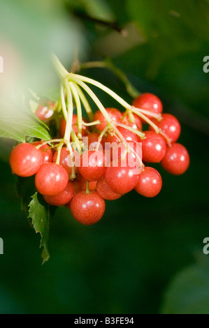 Berries of the Broad Leaved Whitebeam. Stock Photo