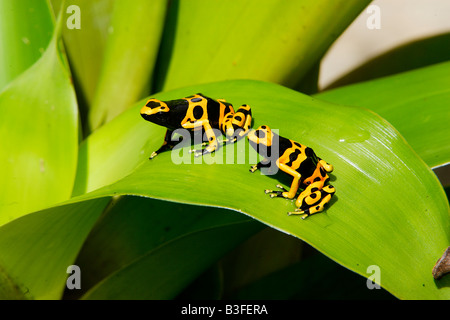Yellow banded Dart Frog (Dendrobates leucomelas) Two individuals on bromeliad leaf Stock Photo