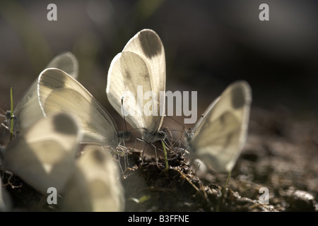 Wood White butterflies Leptidea sinapis drinking on damp ground midi pyrenees France Stock Photo
