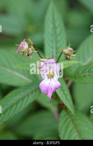 Himalayan or Indian balsam flower, Impatiens glandulifera