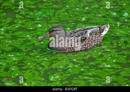 Duck swimming in pond water covered by algal bloom Stock Photo
