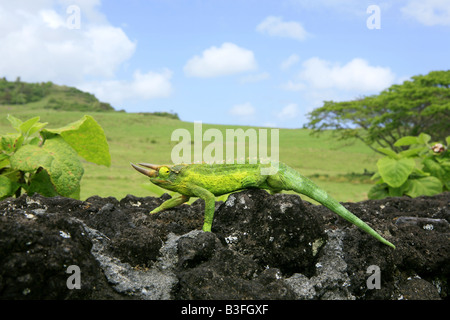 Male Jacksons Chameleon on stone wall overlooking green meadow with blue sky and white clouds Stock Photo