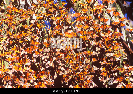 monarch butterflies Danaus plexippus in winter roosting site Coronado Butterfly Preserve Goleta California Stock Photo