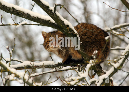 Europäische Wildkatze männlich Felis silvestris Common Wild Cat male Baden Wuerttemberg Deutschland Germany Stock Photo