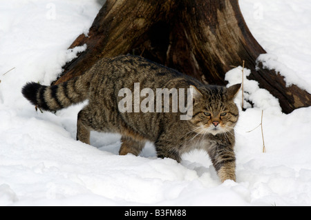 Europaeische Wildkatze Felis silvestris Common Wild Cat male germany Stock Photo