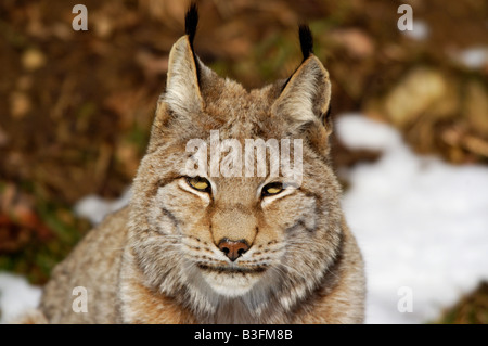 Europaeischer Luchs Felis Lynx European Germany Stock Photo
