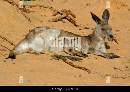 Oestliches Graues Riesenkaenguru Macropus giganteus Eastern grey kangaroo Stock Photo