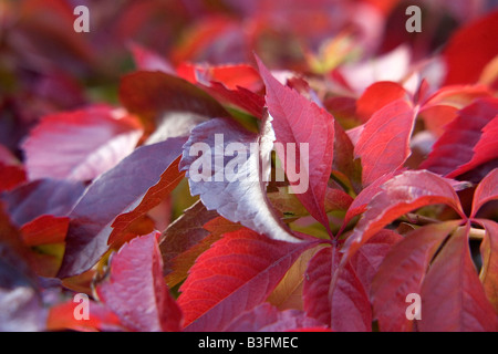 A Virginia Creeper at its Autumnal best Stock Photo