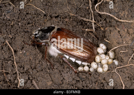 Common Cockchafer, Maybug (Melolontha melolontha), female laying eggs Stock Photo