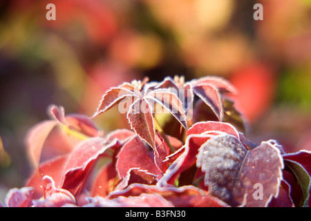 A Virginia Creeper at its Autumnal best Stock Photo