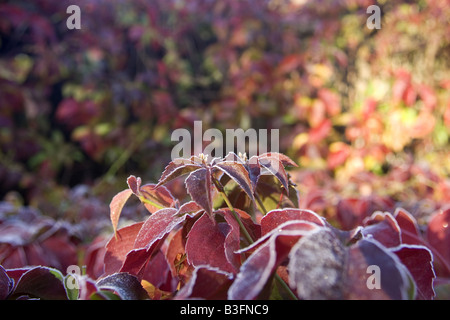 A Virginia Creeper at its Autumnal best Stock Photo