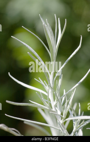 A silver colored twig of a curry plant Helichrysum italicum Stock Photo