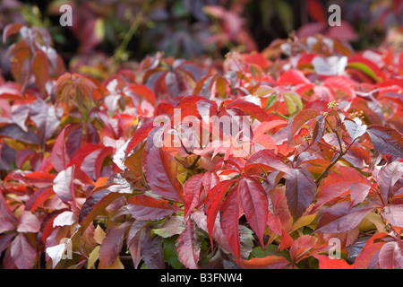 A Virginia Creeper at its Autumnal best Stock Photo