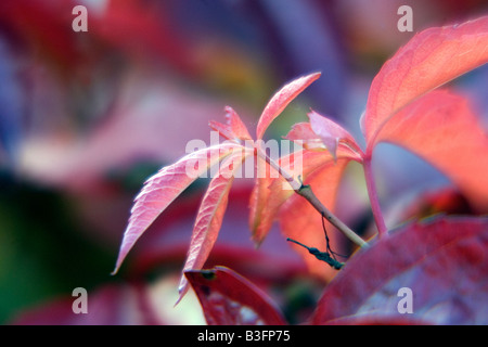 A Virginia Creeper at its Autumnal best Stock Photo