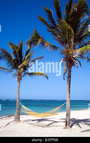 Hammock slung betweeen Coconut Palms overlooking the reef in the Caribbean. what bliss! Stock Photo