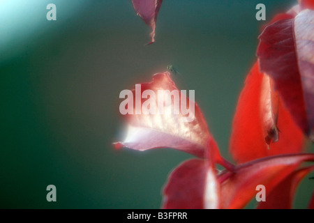 A Virginia Creeper at its Autumnal best Stock Photo