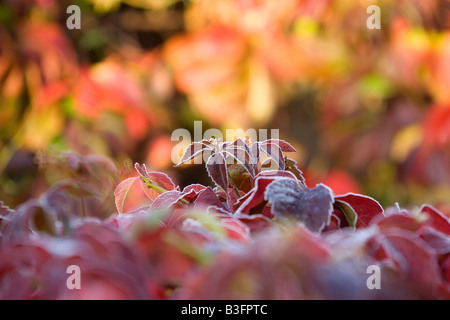 A Virginia Creeper at its Autumnal best Stock Photo