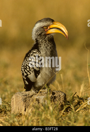 yellow-billed tocko bird old simbabwe Stock Photo