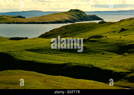 Shetland Scenery green rolling hills with grazing sheep and view toward St Magnus Bay Mainland Shetland Isles Scotland UK Stock Photo