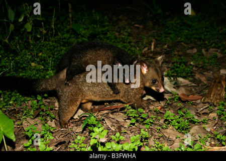 Fuchskusu Possum possa kusu Trichosurus Australia Australien nightshot with cub Stock Photo