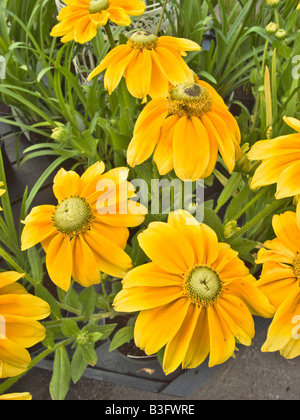 Yellow Rudbeckia hirta Prairie Sun in August Stock Photo