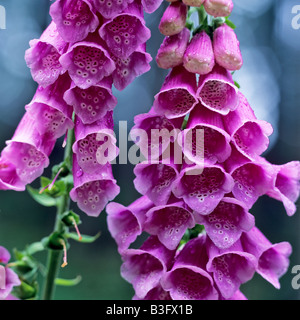 purple foxglove Stock Photo