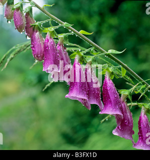 purple foxglove Stock Photo