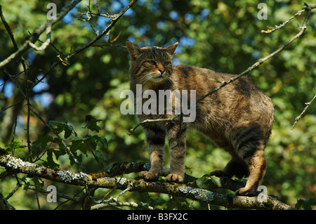 Common Wild Cat male Germany Stock Photo