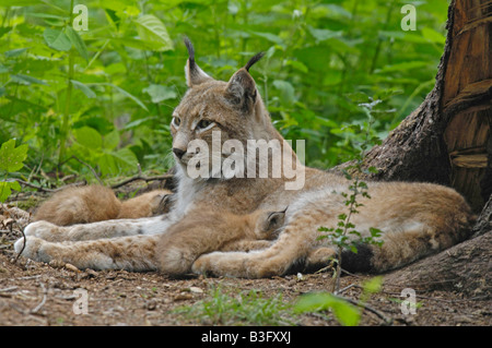 European Lynx female with cubs Bavaria Germany Stock Photo