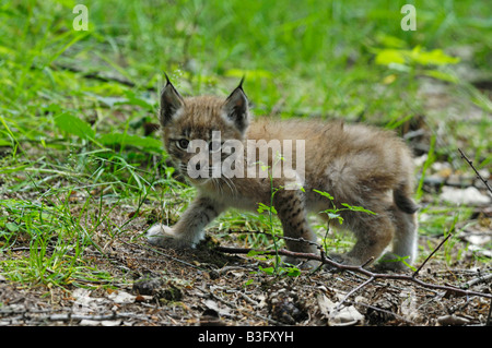 Europäischer Luchs Jungtier Felis lynx European Lynx cub Bayern Bavaria Deutschland Germany Stock Photo