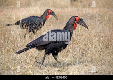 Southern ground-hornbills (Bucorvus leadbeateri or cafer), Kruger National Park South Africa in winter. Stock Photo