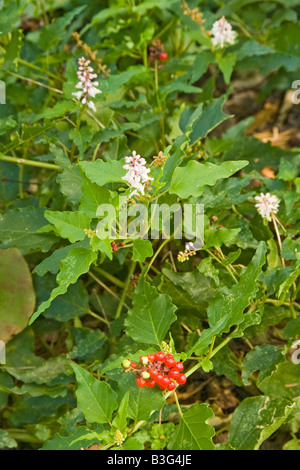 Rouge Plant Rivina humilis Fort Worth Botanical Garden Texas United States 17 September Flower Stock Photo