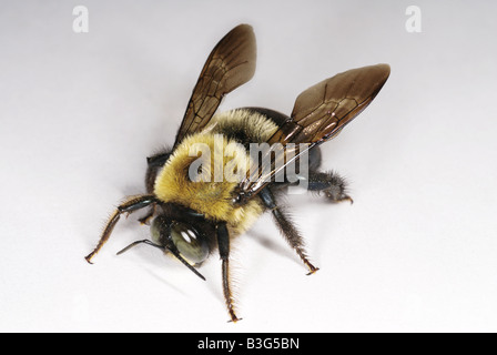 Male Eastern carpenter bee Xylocopa virginica Stock Photo